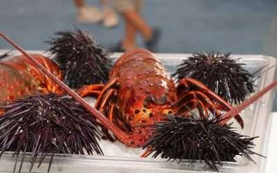 Prevén buena temporada de captura de Langosta Roja del Pacífico