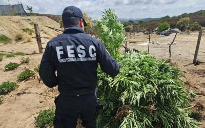 Localizó Fuerza Estatal plantío de marihuana en Tecate