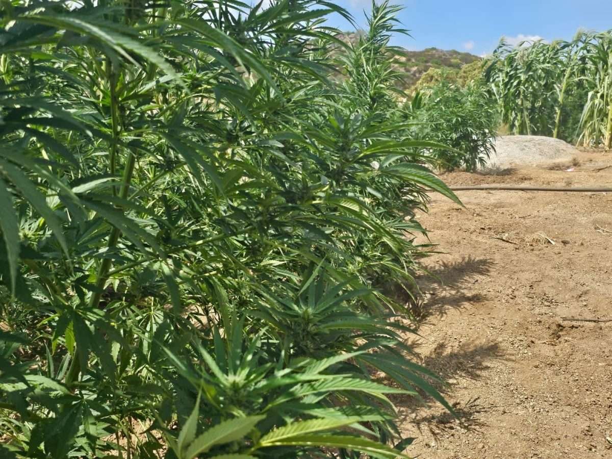 FESC plantíos Tecate