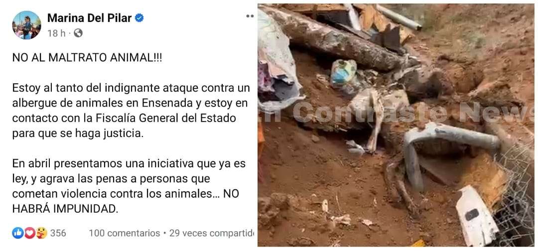postura Gobernadora desalojo albergue de mascotas