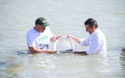 Liberó comunidad cimarrona más de 70 mil totoabas en el Golfo de Baja California