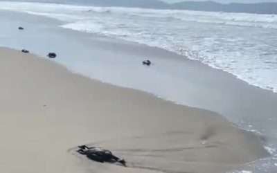 Revisan mortandad de aves marinas en costas de Ensenada