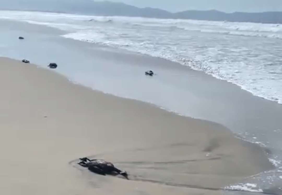 Aves muertas costa ensenada 