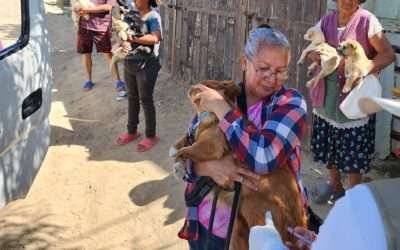 Llevarán este lunes Campaña contra la Rickettsia a Colonia Popular 89