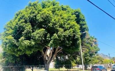 Inmobiliaria El Vigía intentó talar 17 árboles para construir casas en Amp. Moderna