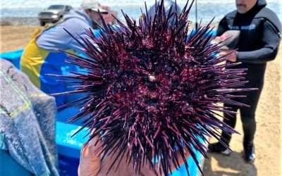 Mantiene SEPESCA  acciones para la pesca sustentable de erizo