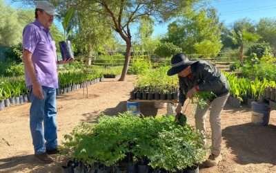 Donará Gobierno de Mexicali 15 mil plantas y árboles a la ciudadanía