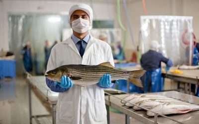 Cultivarán en mar hasta 20 mil toneladas anuales de lobina rayada