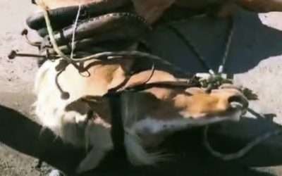 Debe cumplirse el reglamento municipal para evitar usar caballos en calandrias: Brenda Valenzuela