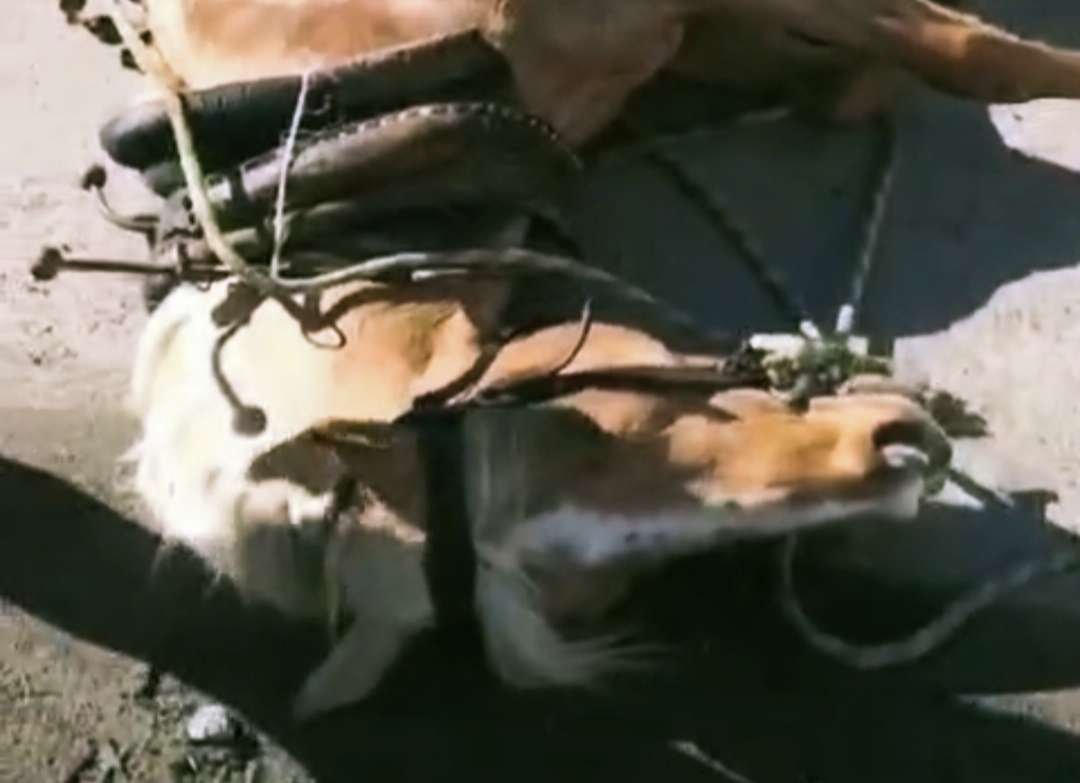 Caballos maltratados