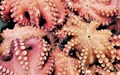 Inicia temporada de pesca de pulpo en Bahía de Los Ángeles: SEPESCA