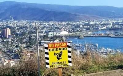 Coloca Gobierno de Ensenada 10 trampas contra perros salvajes en Cerro del Vigía