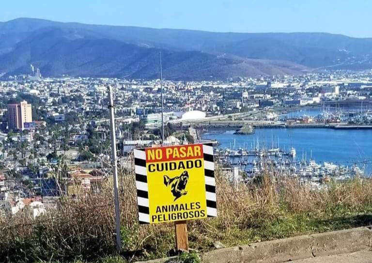 Advierte por perros salvajes