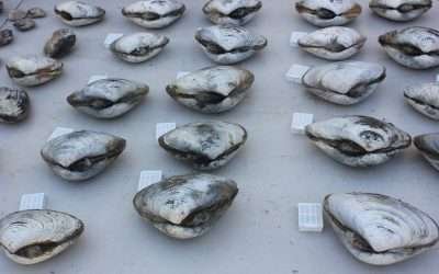 Coordina SEPESCA BC estudios sobre almeja pismo