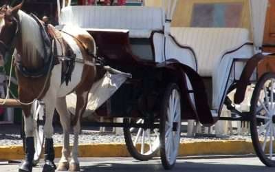 Sólo 12 calandrias de casi 40, están actualizadas en el IMOS