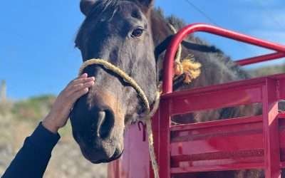 Rescatan a caballo víctima de maltrato en Tijuana
