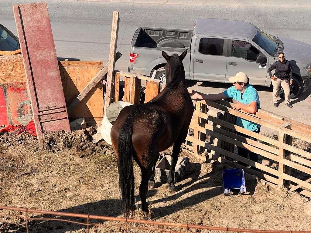 caballo rescatado Tijuana