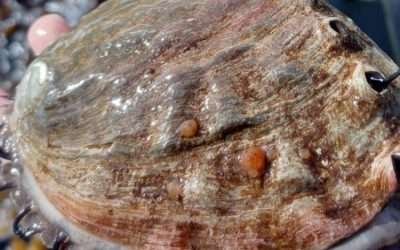 Inicia el 1ero de enero, temporada de abulón: SEPESCA