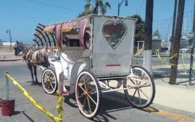 Respalda Armando Ayala determinación de Gobernadora para eliminar calandrias con caballos