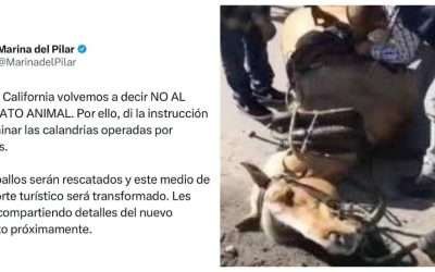 COLUMNA: ¡Ya era hora Gobernadora! No más caballos jalando calandrias