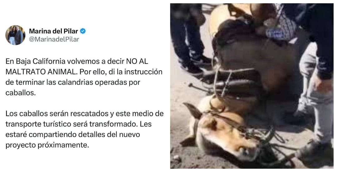 basta a los caballos jalando calandrias