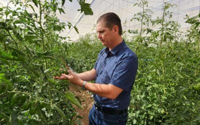 Sacude al sector agrícola eliminación de estímulos fiscales estatales: Walberto Solorio