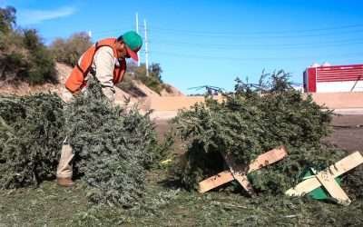 Habilitará Gobierno de Mexicali, 11 Centro de Acopio de pinos naturales