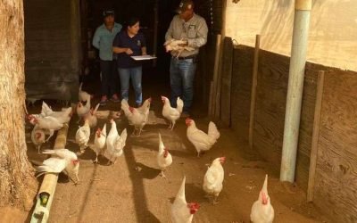 Impulsa SADER BC el buen manejo de aves ponedoras en San Quintín
