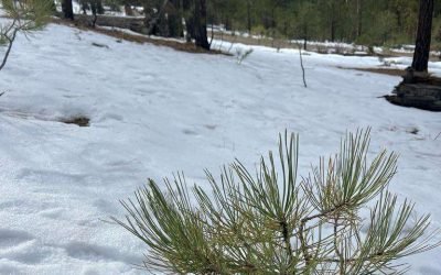 Advierten nevadas en Sierras por ingreso de frente frío en Baja California