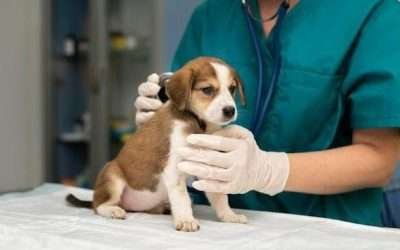 Propone Diputado de BC que sea delito la negligencia veterinaria