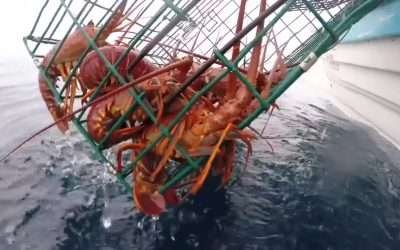 Inicia, este 16 de febrero, la veda de la Langosta Roja del Pacífico