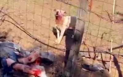 Atacan perros a pareja de americanos; Uno murió