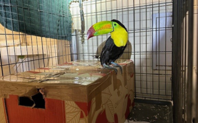 Frustran agentes CBP contrabando de tucán y loros en garita de Tecate