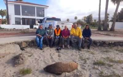 Exhortan ZOFEMAT e ICMME a ciudadanos a no molestar a mamíferos que descansan en zona costera