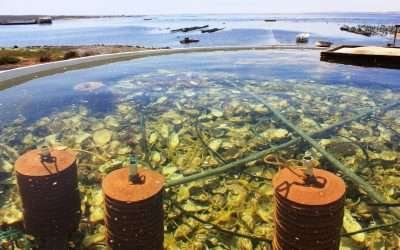 Informan avances de Plan de Manejo Acuícola de San Quintín