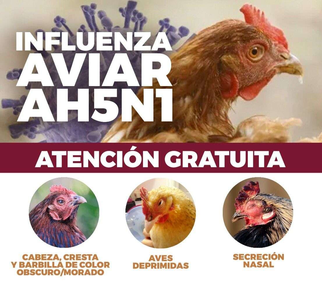 Gripe aviar
