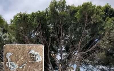 Se investigará muerte de polluelos de garza en Ensenada: Marina del Pilar