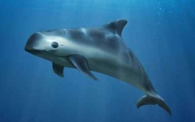 Se realizará en mayo el Crucero de Observación Vaquita Marina 2024