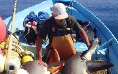 Inició la veda de tiburones y rayas: SEPESCA