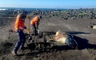 Atienden Zofemat e ICMME varamiento de mamíferos marinos en playas