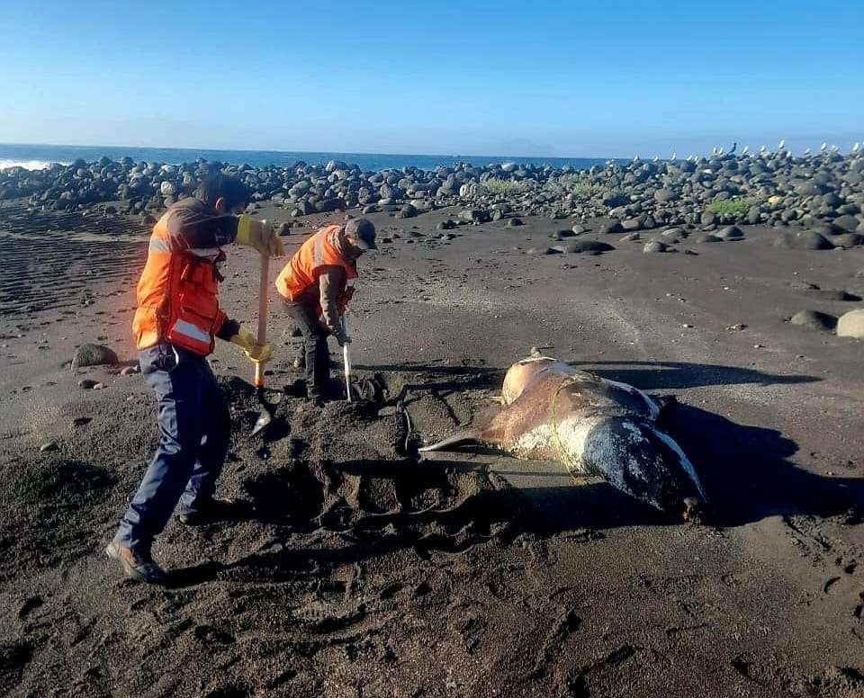 varamiento de mamíferos