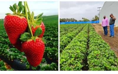 Impulsa SADER cultivo de la fresa en Zona Costa de BC