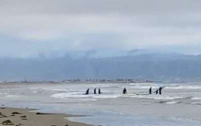 Continúa búsqueda de estudiante de CETMAR arrastrado por el mar en Ensenada