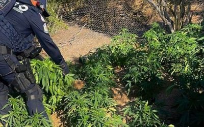 Localizan y destruyen plantío de marihuana en el poblado de El Hongo