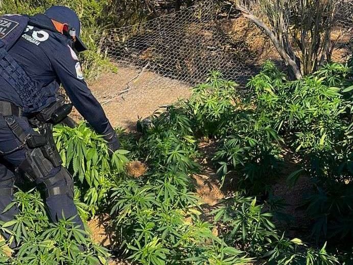 plantio mariguana