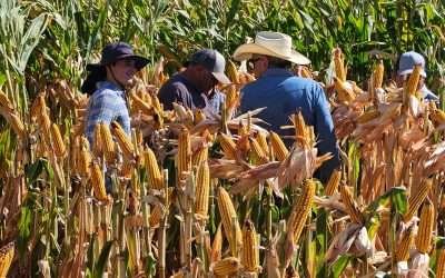 Impulsa SADER BC cultivo del maíz como opción de reconversión productiva en valle de Mexicali