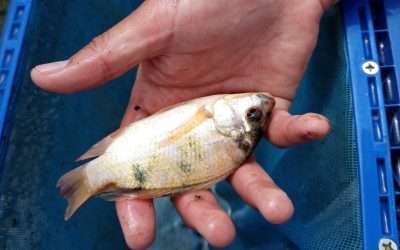 Esperan buena producción de tilapia en Valle de Mexicali: SEPESCA