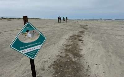 Monitorean Pro Esteros y Ecología zonas de anidación del Charrán Mínimo