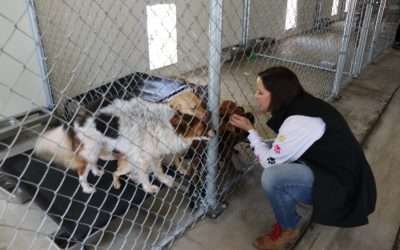 Rescatan mascotas FGE y Secretaría del Medio Ambiente tras denuncias de maltrato animal