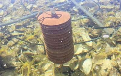 Respalda SEPESCA BC a productores de ostión de Bahía Falsa